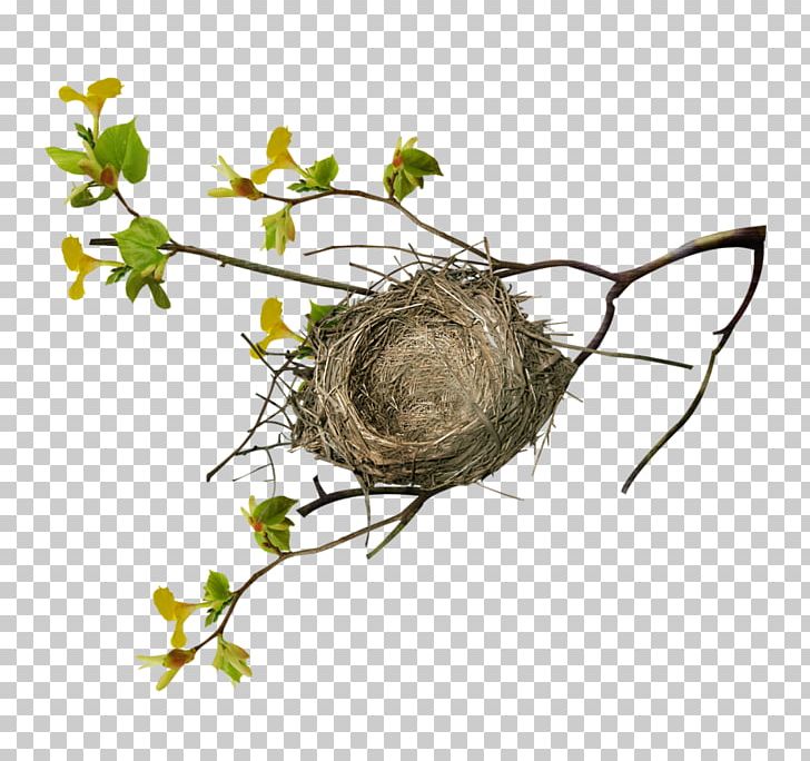 728x684 Branch Tree Bird Nest Png, Clipart, Animals, Bird, Bird Nest, Bird