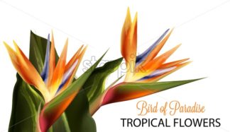 Bird Of Paradise Flower Vector Watercolor Isolated On White Starpik 324x187 Bird Of Paradise Flower Vector Watercolor Isolated On White Starpik