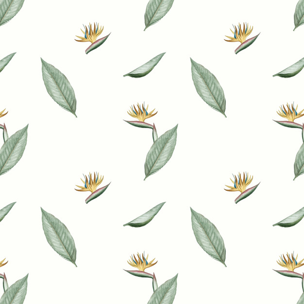 Bird Of Paradise Flower Illustration Vector Free Download 626x626 Bird Of Paradise Flower Illustration Vector Free Download