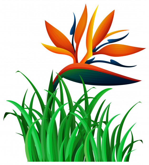 Bird Of Paradise Flower In The Bush Vector Free Download 626x695 Bird Of Paradise Flower In The Bush Vector Free Download