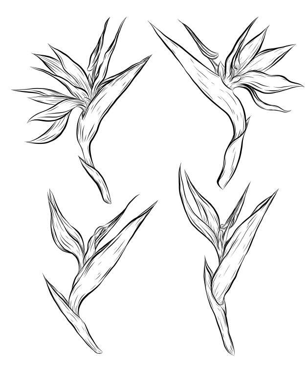 Bird Of Paradise Plant Vector Premium Download 626x748 Bird Of Paradise Plant Vector Premium Download