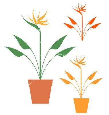 Bird Of Paradise Vector 380x400 Bird Of Paradise Vector
