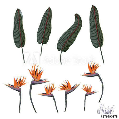 Bird Of Paradise Vector Elements 500x500 Bird Of Paradise Vector Elements