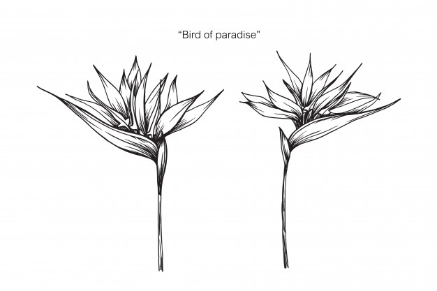 Bird Or Paradise Flower Drawing Illustration Vector Premium 626x417 Bird Or Paradise Flower Drawing Illustration Vector Premium