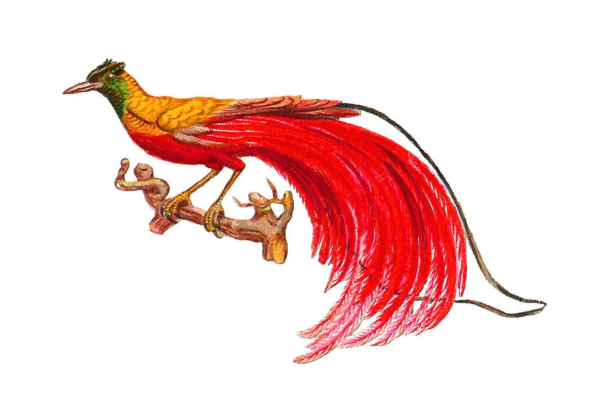 Birds Of Paradise Clipart 1165x789 Birds Of Paradise Clipart
