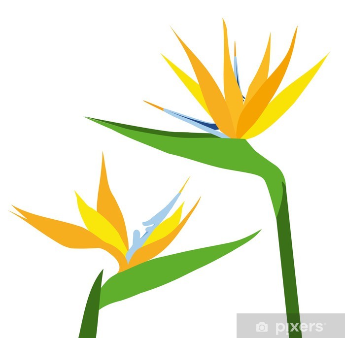 Bird Of Paradise Vector at Vectorified.com | Collection of Bird Of ...