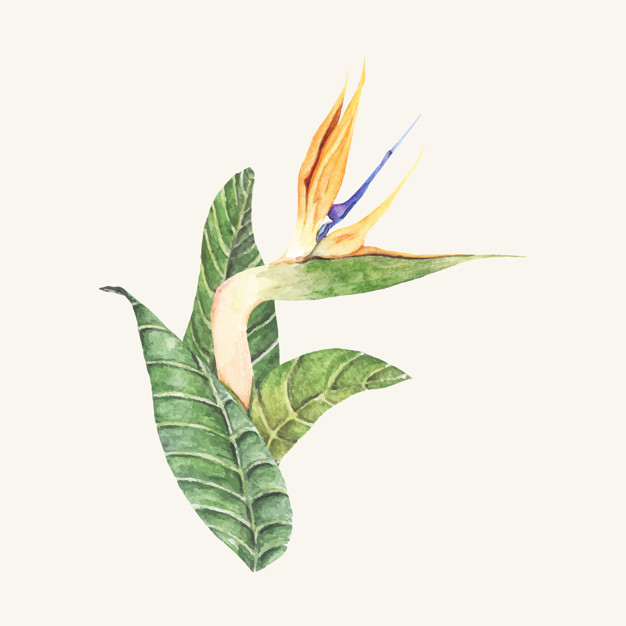 Hand Drawn Bird Of Paradise Flower Isolated Vector Free Download 626x626 Hand Drawn Bird Of Paradise Flower Isolated Vector Free Download
