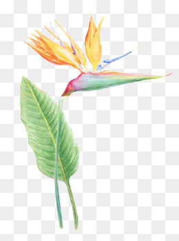 Huge Collection Of 'bird Of Paradise Clipart' Download More Than 260x350 Huge Collection Of 'bird Of Paradise Clipart' Download More Than