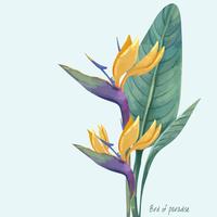 Bird Of Paradise Flower Free Vector Art 200x200 Bird Of Paradise Flower Free Vector Art