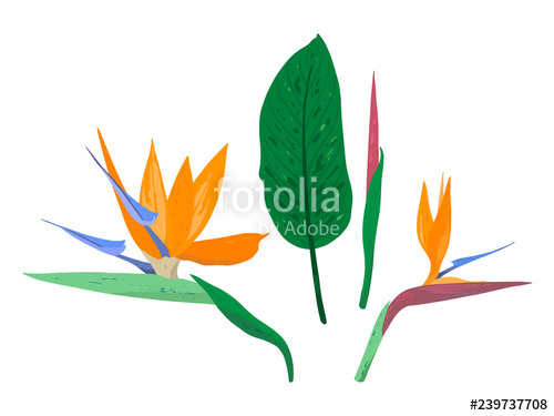 Tropical Flower Of Strelitzia Reginae Decorative Strelitzia 500x375 Tropical Flower Of Strelitzia Reginae Decorative Strelitzia
