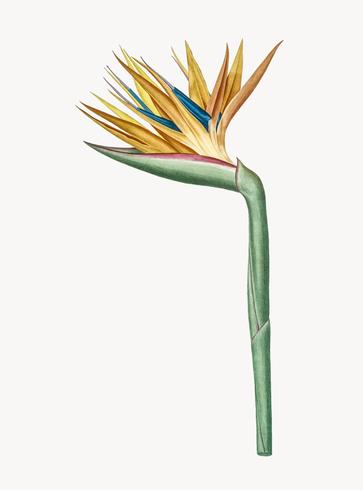 Vintage Illustration Of Bird Of Paradise Vector 363x490 Vintage Illustration Of Bird Of Paradise Vector