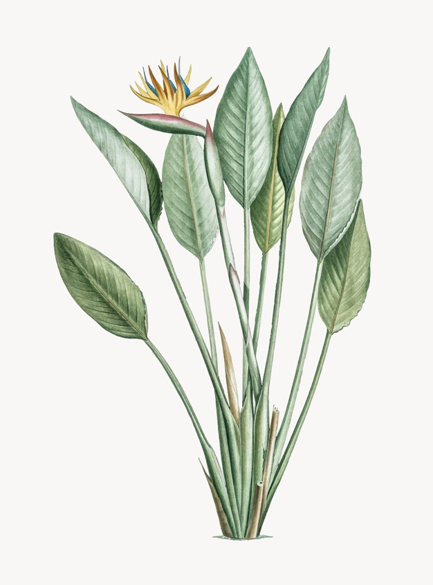 Vintage Illustration Of Bird Of Paradise Vector Free Download 626x845 Vintage Illustration Of Bird Of Paradise Vector Free Download