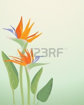 Bird Paradise An Illustration Of Strelitzia Regina Bird 280x350 Bird Paradise An Illustration Of Strelitzia Regina Bird