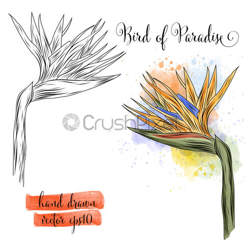 Bird Of Paradise Strelitzia Flower Exotic Botanical Vector 500x500 Bird Of Paradise Strelitzia Flower Exotic Botanical Vector