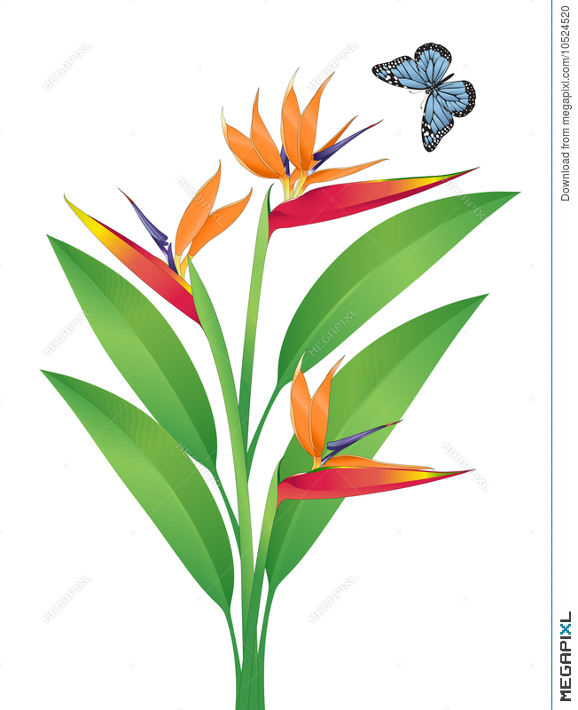 Bird Of Paradise Vector Art Illustration 652x800 Bird Of Paradise Vector Art Illustration