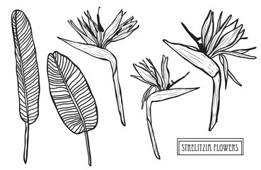 Bird Of Paradise Vector Photos, Royalty Free Images, Graphics 369x240 Bird Of Paradise Vector Photos, Royalty Free Images, Graphics