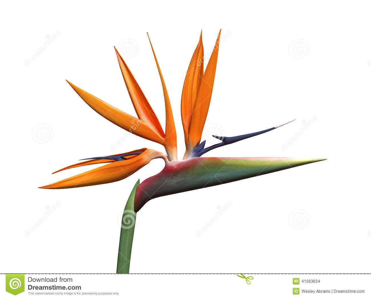 Bird Paradise Stock Illustrations, Vectors, Clipart 1300x1051 Bird Paradise Stock Illustrations, Vectors, Clipart