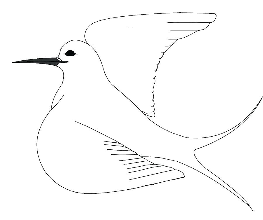 900x754 Outline Of Bird Bird Outlines Extraordinary Bird Outline Awesome