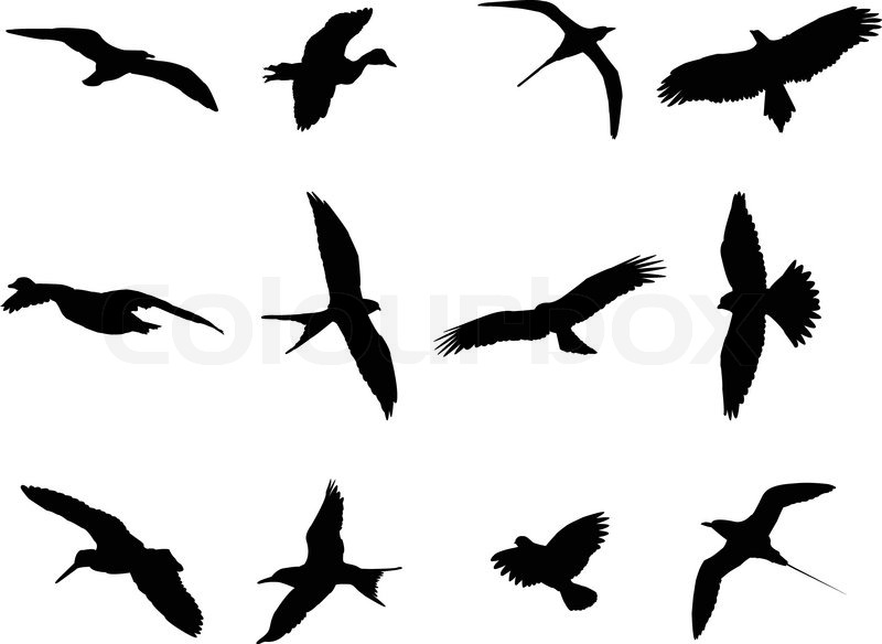 800x584 Birds Silhouette Collection