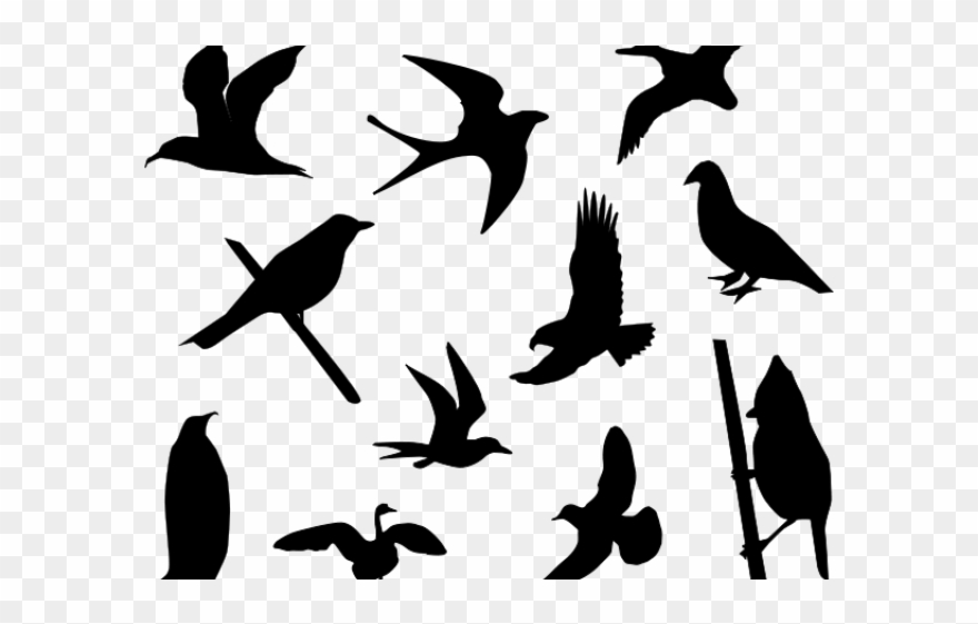 880x561 Kiwi Bird Clipart Silhouette