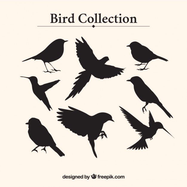 626x626 Bird Vectors, Photos And Free Download