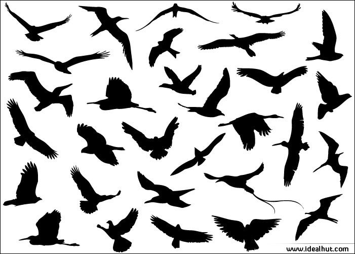 Different Flying Birds 701x501 Different Flying Birds