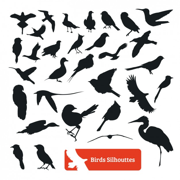 Bird Silhouette Collection Vector Free Download 626x626 Bird Silhouette Collection Vector Free Download