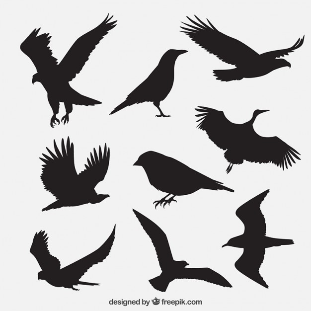 Bird Silhouettes Group Vector Free Download 626x626 Bird Silhouettes Group Vector Free Download