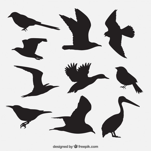 Birds Silhouettes Pack Vector Free Download 626x626 Birds Silhouettes Pack Vector Free Download