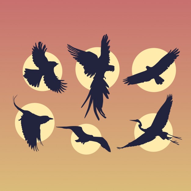 Flying Birds Silhouettes Set Vector Free Download 626x626 Flying Birds Silhouettes Set Vector Free Download
