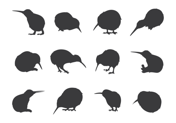 Kiwi Bird Silhouettes 700x490 Kiwi Bird Silhouettes
