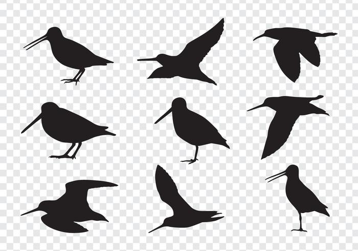 Snipe Birds Silhouettes 700x490 Snipe Birds Silhouettes