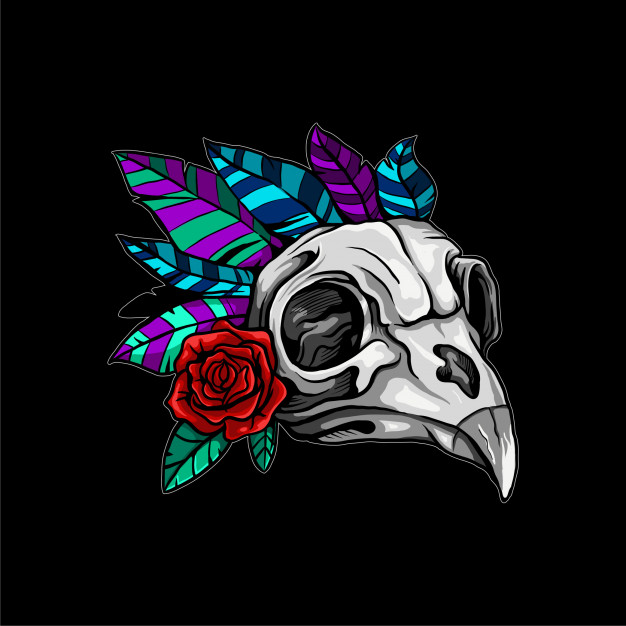 626x626 Bird Skull Illustration Vector Premium Download