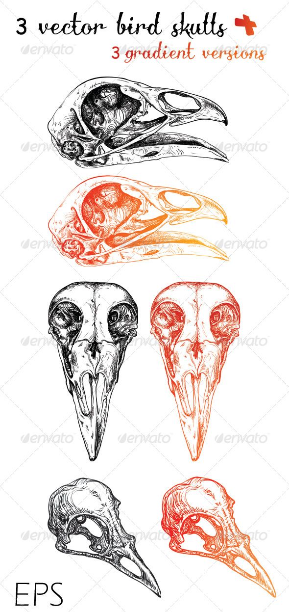590x1247 Vector Bird Skulls + Gradient Versions Ink Vectors Bird