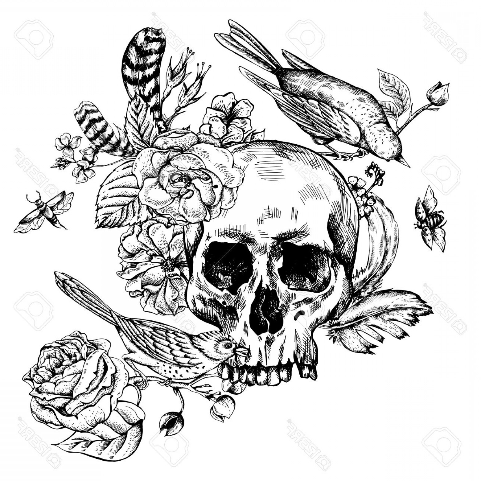 1560x1560 Photostock Vector Skull With Flowers Roses Birds And Feathers
