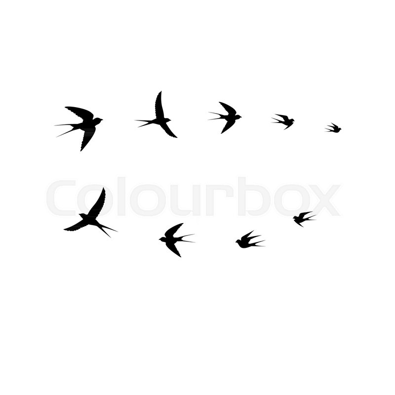 Bird Vector, Birds Flock,vector Stock Vector Colourbox 800x800 Bird Vector, Birds Flock,vector Stock Vector Colourbox
