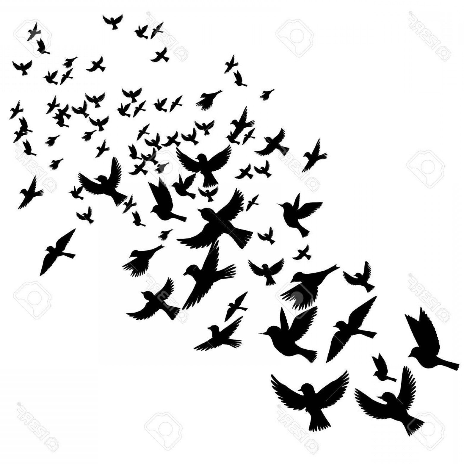 Photostock Vector Bird Flock Vector Flying Birds Silhouettes Hand 1560x1560 Photostock Vector Bird Flock Vector Flying Birds Silhouettes Hand