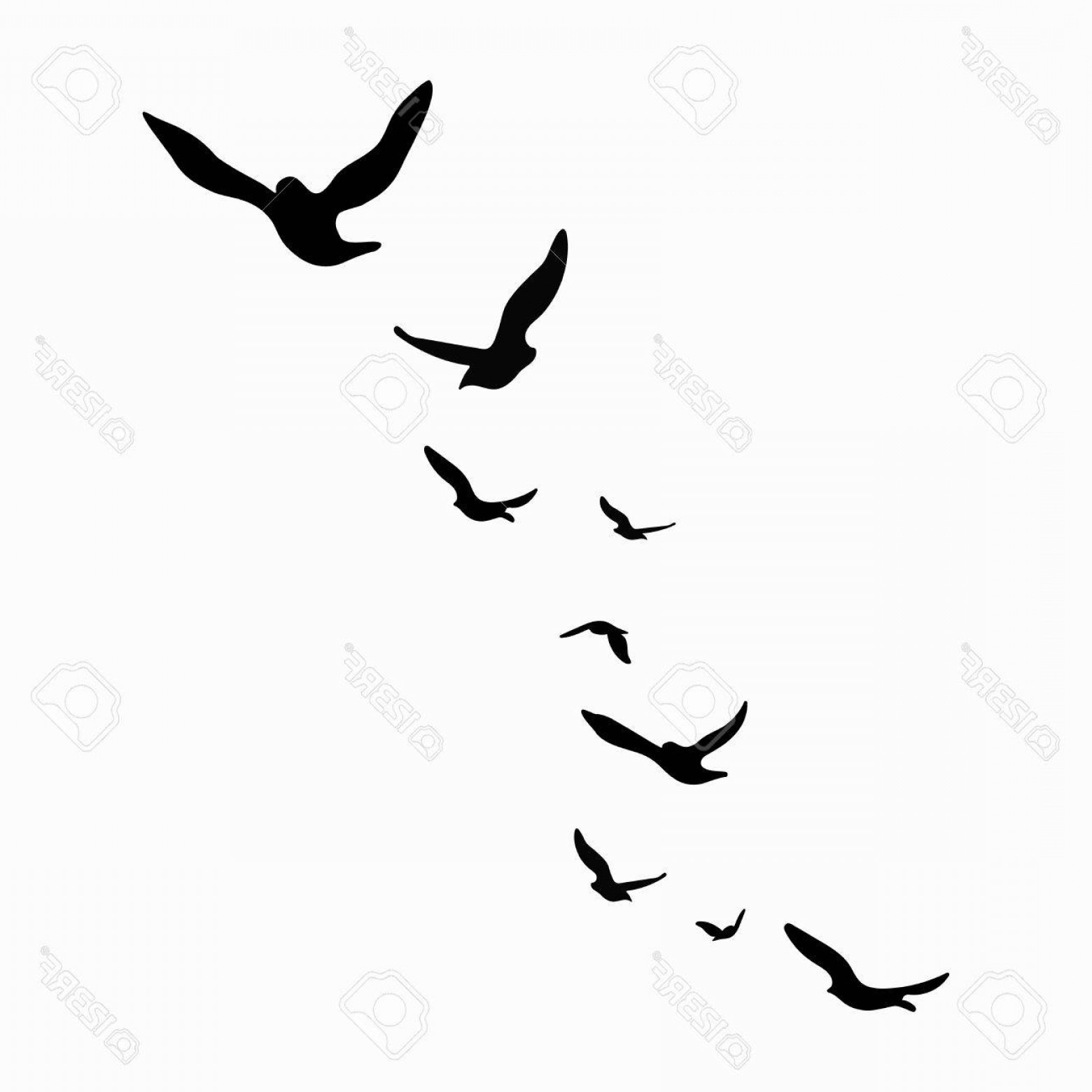 Photostock Vector Silhouette Of A Flock Of Birds Black Contours 1560x1560 Photostock Vector Silhouette Of A Flock Of Birds Black Contours