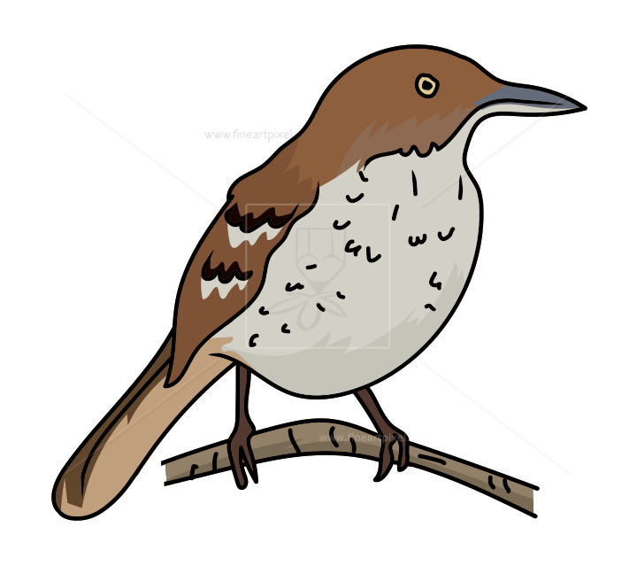 720x639 Brown Thrasher Bird Vector Illustration Clipart Free Vectors