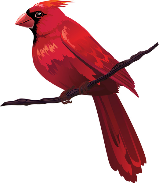 521x600 Red Bird On Tree Branch Free Vector In Adobe Illustrator