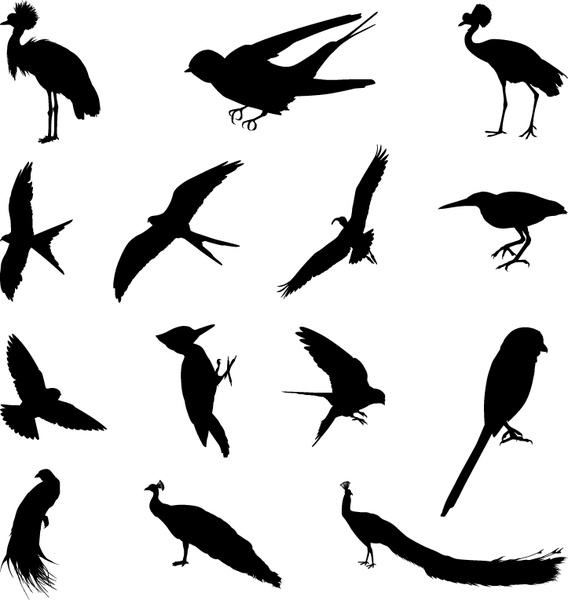 568x600 Various Birds Silhouettes Vector Set Free Vector In Adobe