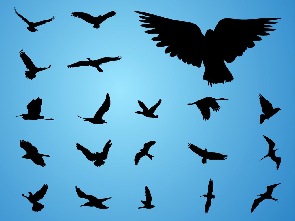 1024x767 Vector Birds Vector Art Graphics