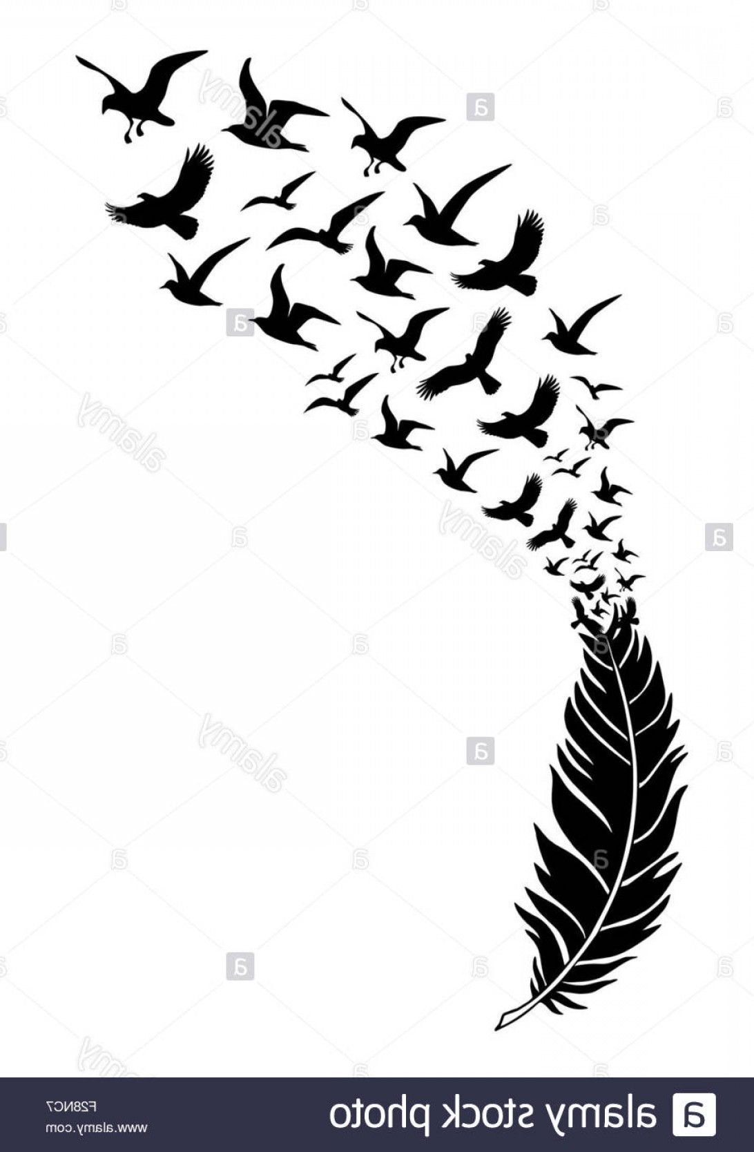 Stock Photo Feathers With Free Flying Birds Vector Illustration 1092x1668 Stock Photo Feathers With Free Flying Birds Vector Illustration