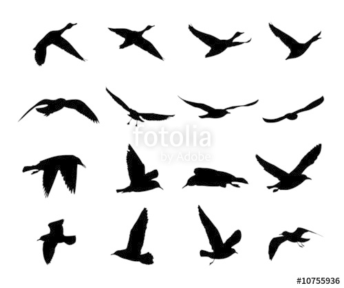 Silhouettes Of Flying Birds Vector Stock Image And Royalty Free 500x419 Silhouettes Of Flying Birds Vector Stock Image And Royalty Free