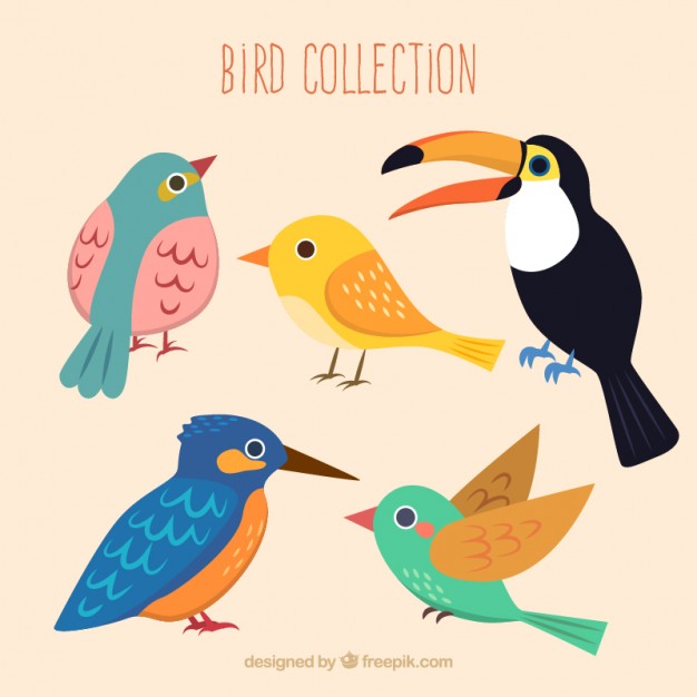 626x626 Bird Vectors, Photos And Free Download