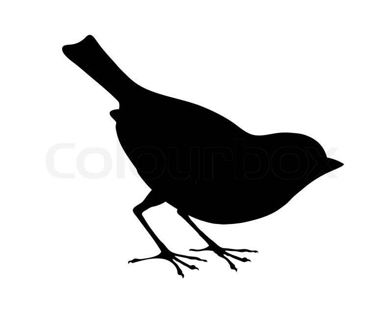 800x653 Bird Silhouette On White Background, Stock Vector Colourbox