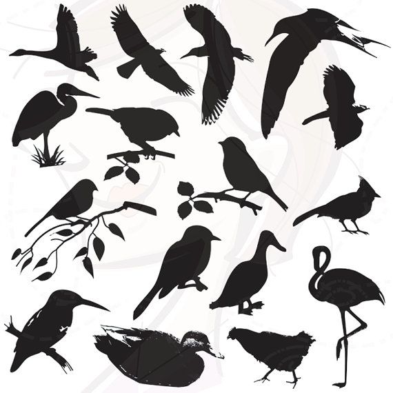 570x570 Birds Silhouette Tattoo Bird Silhouette, Silhouette