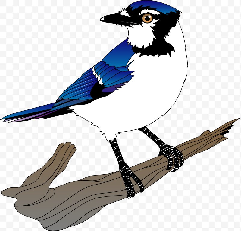 800x766 Blue Jay Bird Clip Art, Png, Blue Jay, Beak, Bird, Blog