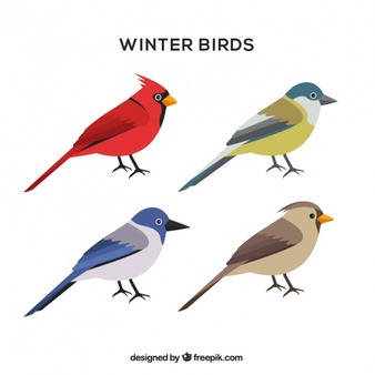 338x338 Bird Vector