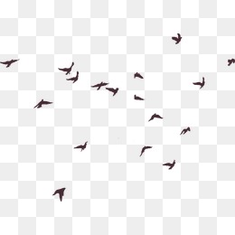 260x260 Birds Vector, Graphic Resources For Free Download